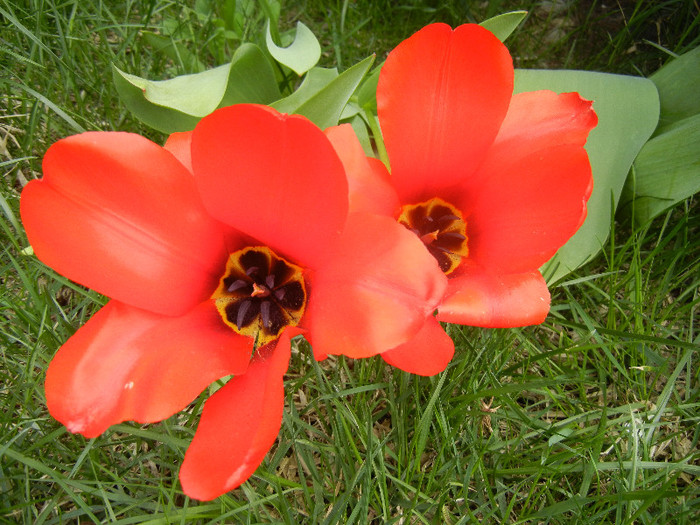 Tulipa Madame Lefeber (2012, April 12)