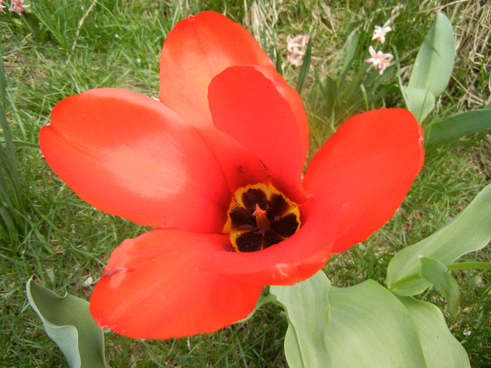 Tulipa Madame Lefeber (2012, April 12)