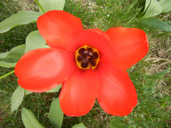 Tulipa Madame Lefeber (2012, April 12)