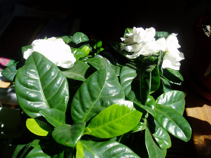 P1010049