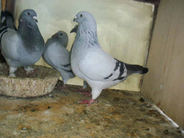 100_5484 - Porumbei Bucuresti