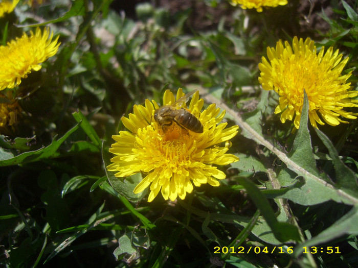 IMG_3233 - albine  flori si polen- bees flowers and polen