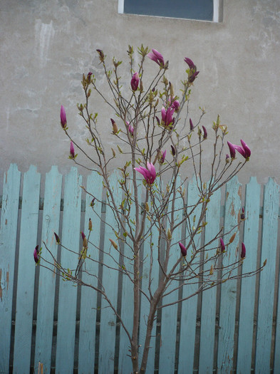 P1120529 - GRADINA 2012
