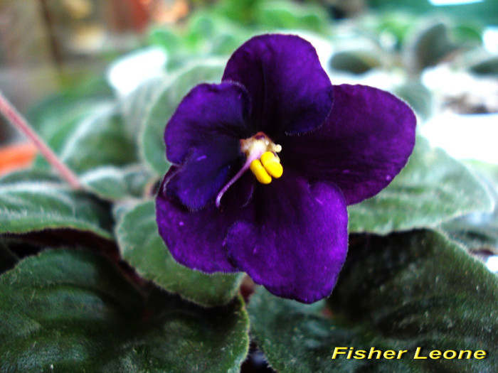 Fisher Leone (16-04-2012) - Violete 2012