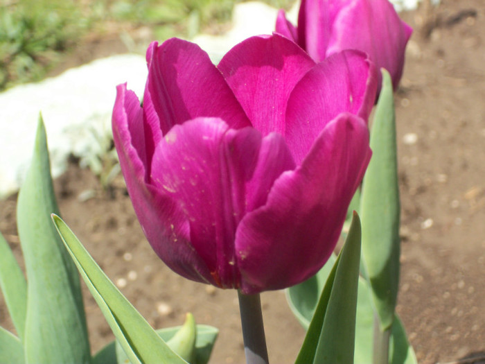 lalea triumph - soi purple prince