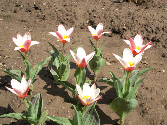 lalele pitice - heart's delight