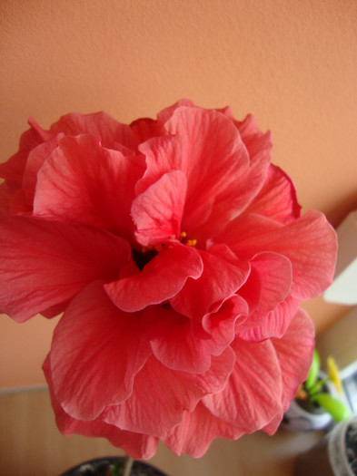  - hibiscusi