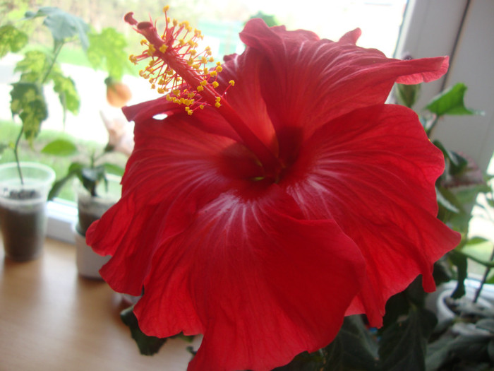  - hibiscusi