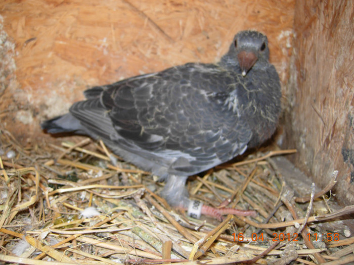 negruta din yugoslava cu albastrul 2007