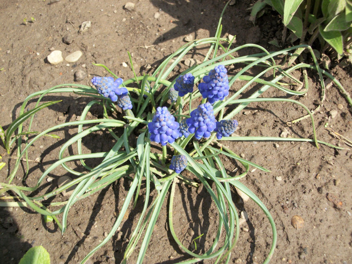 100_8087 - muscari 2012