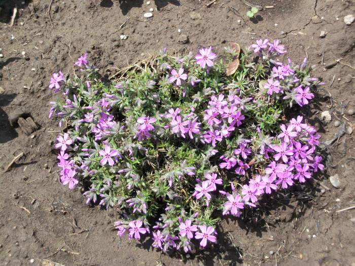 16 aprilie 2012 - phlox subulata 2012