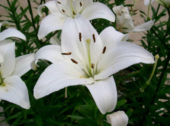 lilium-candidum - alege floarea