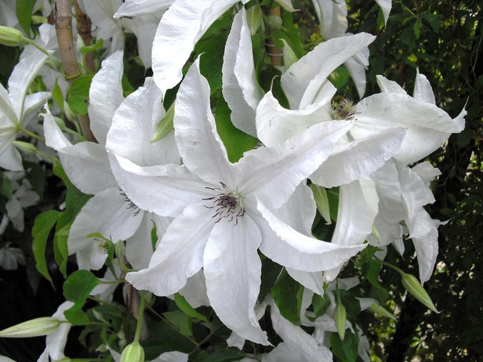 Beautiful Bride - 2 Clematitele pe care le caut