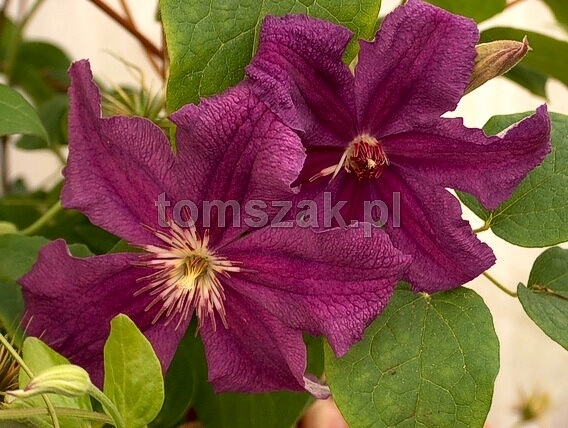 marcelina - 2 Clematitele pe care le caut