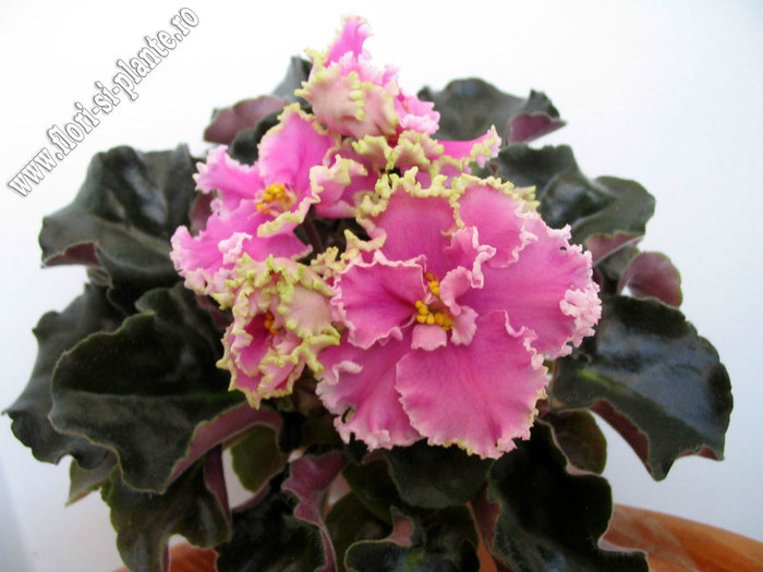 Saintpaulia Sweet Lady Love - VIOLETE AFRICANE  - Saintpaulia