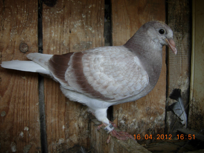 voiajor vandut viorelmmv - PUISORI 2012