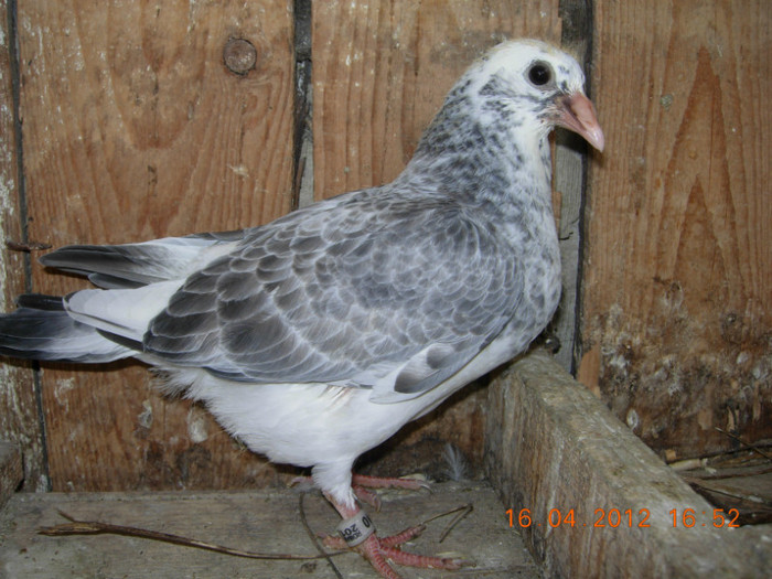 cuc din cuca cu baltatul albastru