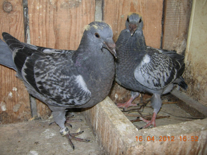 guti din gutul batran cu guta 2004