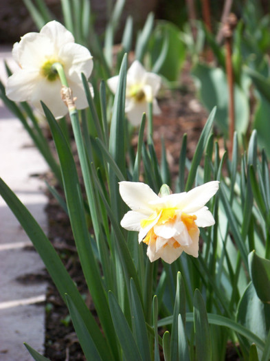 100_3986 - Gradina Aprilie 2012