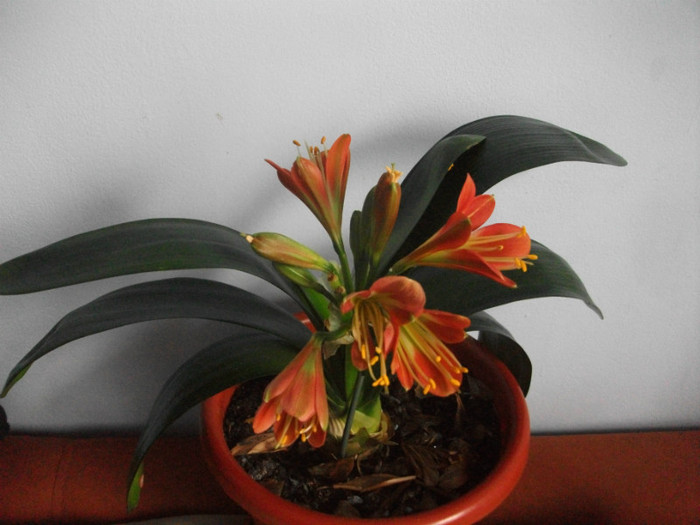 16.04.2012 - clivia aprilie