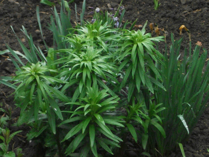 poze 3097 - gradina cu flori