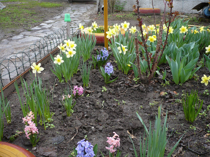 P1010469 - gradina 2012 primavara