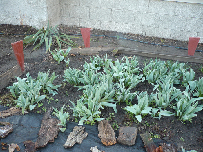 P1010380 - gradina 2012 primavara