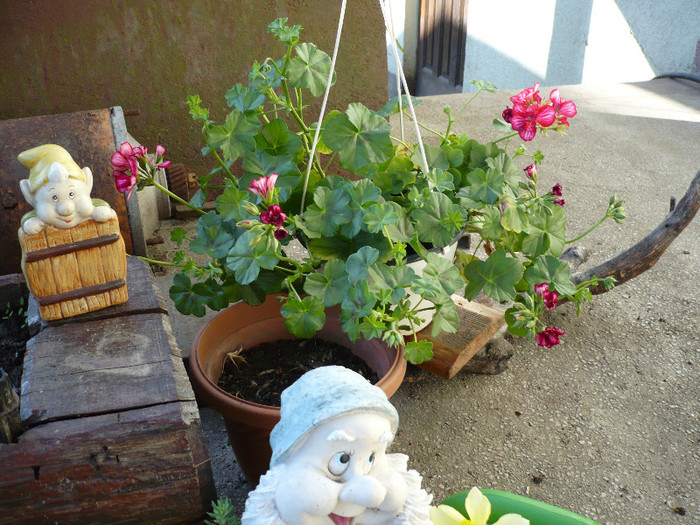 P1010389 - gradina 2012 primavara