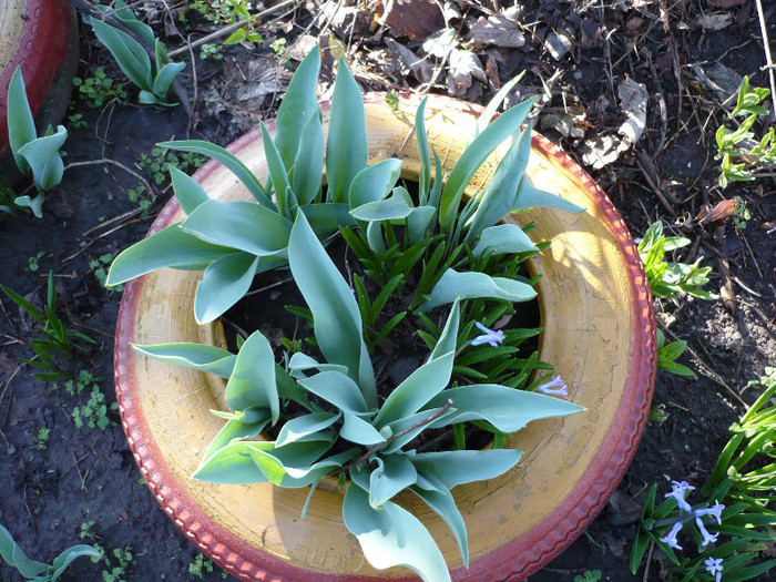 P1010373 - gradina 2012 primavara