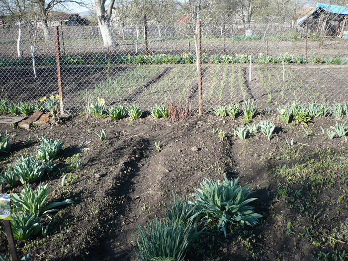 P1010414; lalele si salata
