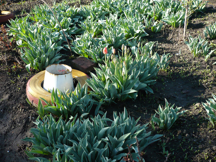 P1010415; Lalele in gradina din spatele casei
