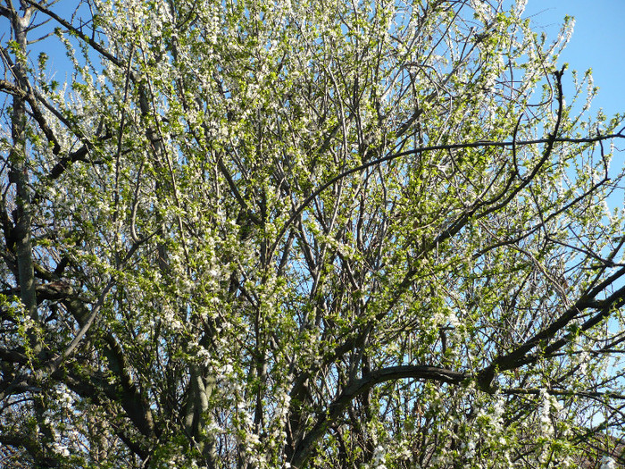 P1010430; corcodus inflorit
