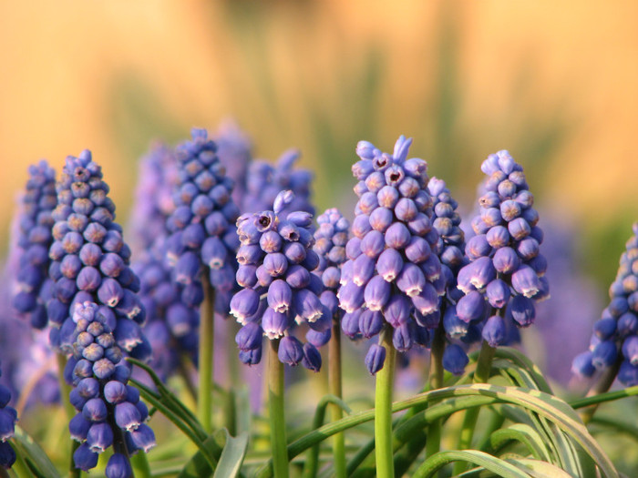 IMG_0010 - muscari