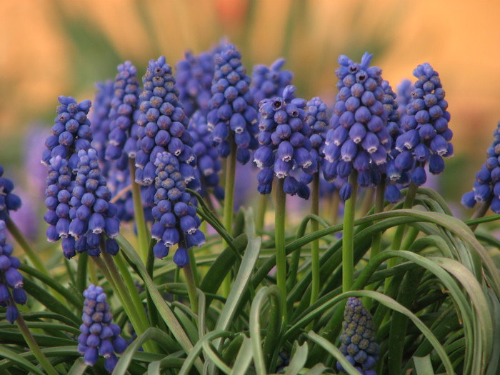 IMG_0014 - muscari