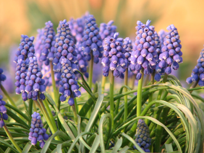 IMG_0015 - muscari