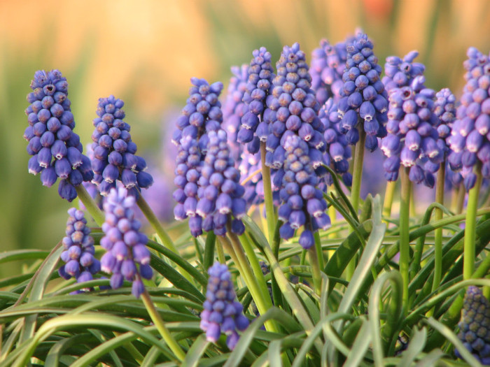 IMG_0016 - muscari