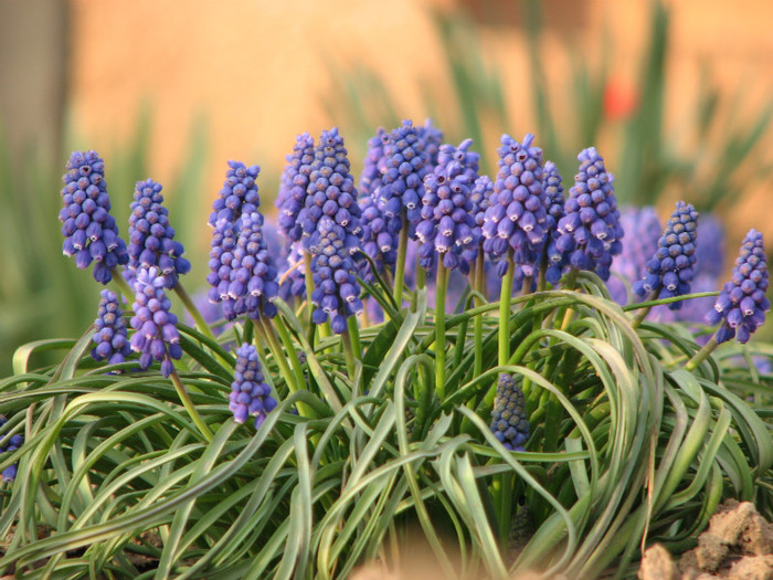 IMG_0020 - muscari