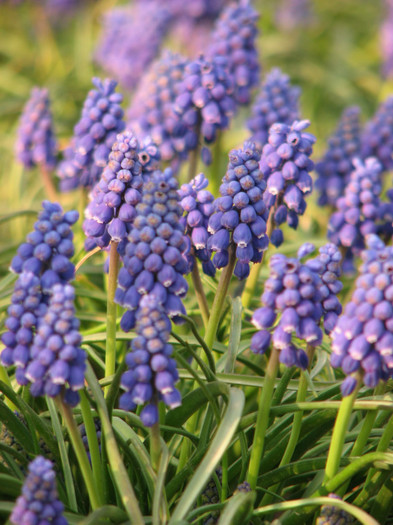 IMG_0024 - muscari