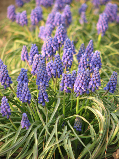 IMG_0027 - muscari