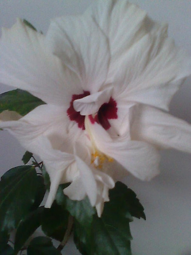 Imagine1954 - HIBISCUS-2012