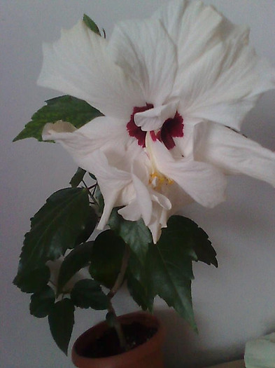 Imagine1953 - HIBISCUS-2012
