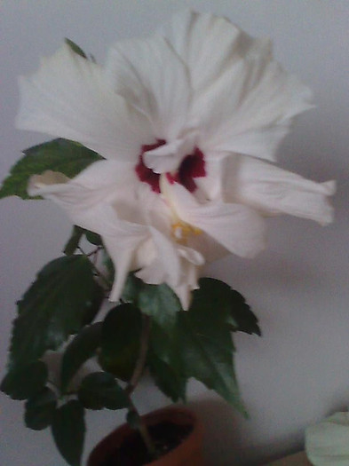 Imagine1955 - HIBISCUS-2012