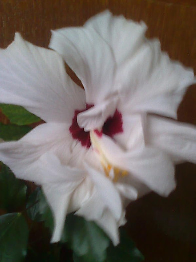 Imagine1956 - HIBISCUS-2012