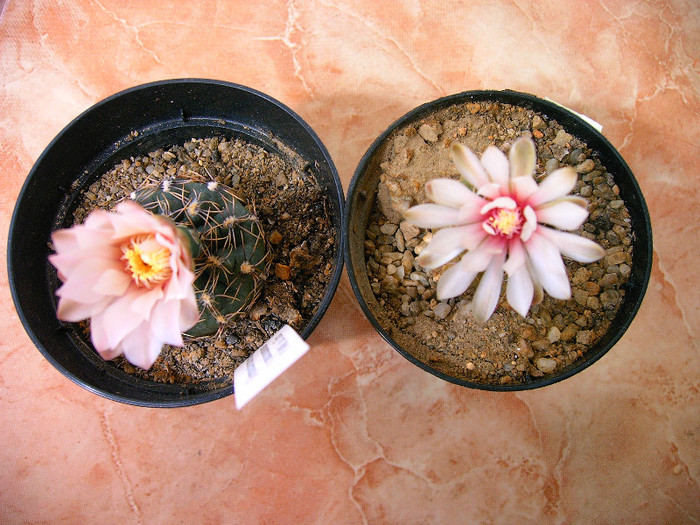 Gimnocalycium