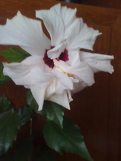 Imagine1957 - HIBISCUS-2012