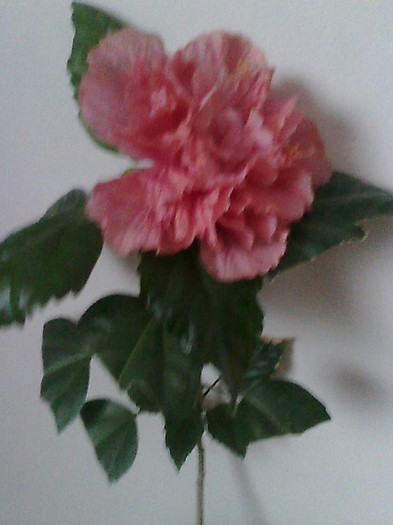 Imagine1958 - HIBISCUS-2012