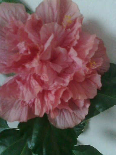 Imagine1959 - HIBISCUS-2012