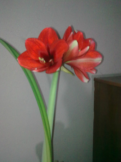 Imagine0922 - Amaryllis 2012