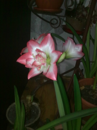 Imagine0923 - Amaryllis 2012