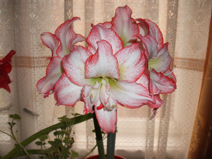 DSCF5880 - Amaryllis 2012